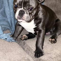 French Bulldog Puppies from Steel City Frenchies