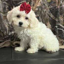 Snow White - White female Maltipoo puppy in Berea, Kentucky from Blair’s Furry Friends