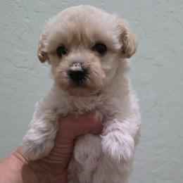 Louella - Cream female Maltipoo puppy in Mena, Arkansas from Belle Ball Puppies