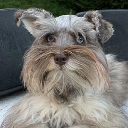 LuLu - Miniature Schnauzer