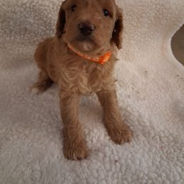 Orange collar boy - Red  male Poodle puppy in Hogansville, Georgia from Grace Colt Farms