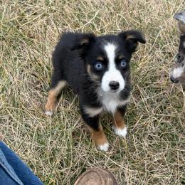 Girl 3 - Black tri female Miniature Australian Shepherd puppy in Ellsworth, Kansas from Flying H Mini Aussies