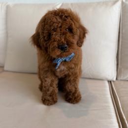 Red Micro Boy - Red  male Goldendoodle puppy in Mayfield, Utah from Ruff Country Doodles