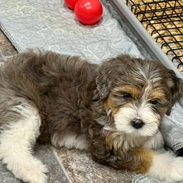 Kai - STUNNING FF - Merle female Bernedoodle puppy in Bowling Green, Ohio from Windy Creek Doodles
