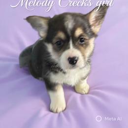 U-8- - Black and tan female Pembroke Welsh Corgi puppy in Sanford, Michigan from Tambali Pembroke Welsh Corgis