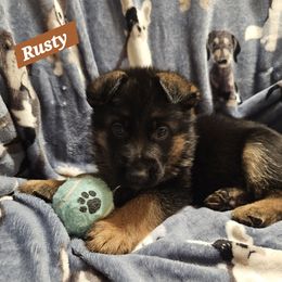 RUSTY - Black and red male German Shepherd puppy in Cloverdale, Alabama from Vom Schönen Hera German Shepherds