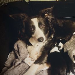 Gold Girl 2 - White and gold female Border Collie puppy in Powell Butte, Oregon from Cascades Border Collies