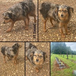 Alice - Toy Australian Shepherd