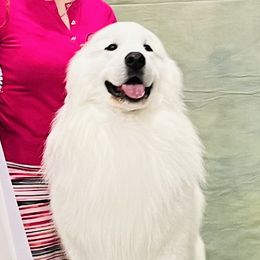 Atticus - Great Pyrenees