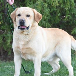 Diesel Joe - Labrador Retriever