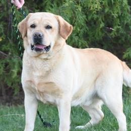 Diesel Joe - Labrador Retriever