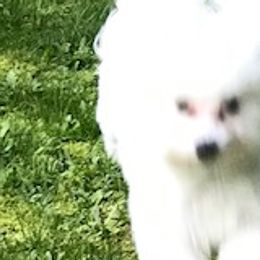 Cotons de Tulear from Sterling’s Sweet Cotons