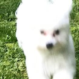 Cotons de Tulear from Sterling’s Sweet Cotons
