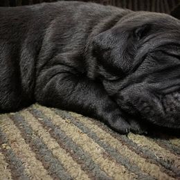 Cane Corso Puppies from Altiere Cane Corso