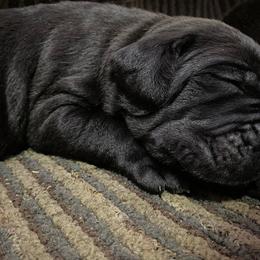 Cane Corso Puppies from Altiere Cane Corso