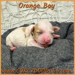 Orange Boy - Parti male Goldendoodle puppy in Taneytown, Maryland from Curlydoodles