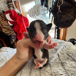AKC girl 1 - Black and white female Chihuahua puppy in Anoka, Minnesota from Anoka County MN AKC Chihuahuas