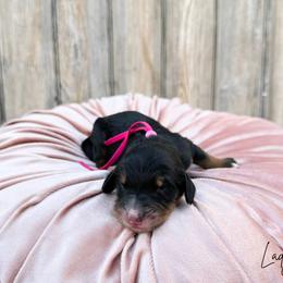 Lady - Phantom female Bernedoodle puppy in Wamego, Kansas from Doodles of Oz