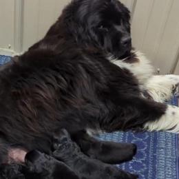 Female 2 - Black female Newfoundland puppy in Burfordville, Missouri from Umfleet Farms
