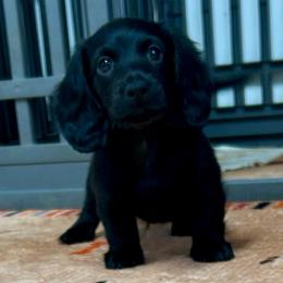 Martyn - Black male Dachshund puppy in Huntington, Arkansas from Rockstar.Weiners