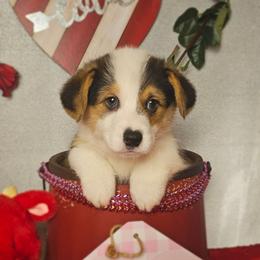 Apollo. (Boots-Full length tail) - Black and tan male Pembroke Welsh Corgi puppy in Deming, New Mexico from Dragon Ridge Corgis