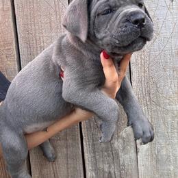 Gray 1- Brown Collar - Gray male Cane Corso puppy in Compton, California from Urban League Cane Corso