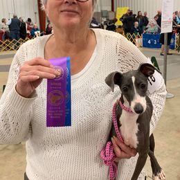 Bubbles - Italian Greyhound