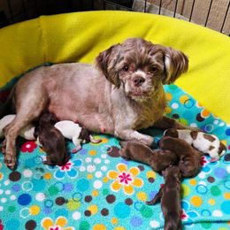Ruby - Shih Tzu