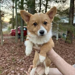 Harmony - Red female Pembroke Welsh Corgi puppy in White, Georgia from Royal Diamond Corgis