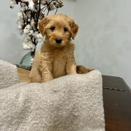 Purple-Girl - Cream female Goldendoodle puppy in Thomasville, Georgia from South Georgia Golden Doodle Ranch LLC