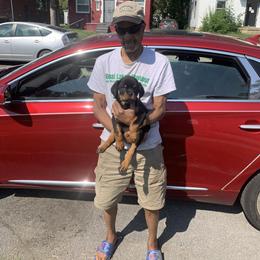 Rottweiler Puppies from Rottweiler Land