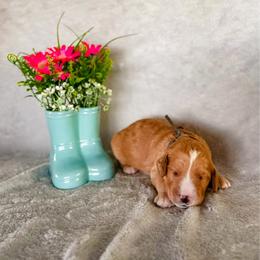 Sunflower (Sunny) - Red male Labradoodle puppy in Elizabeth City, North Carolina from Howdy Doodles