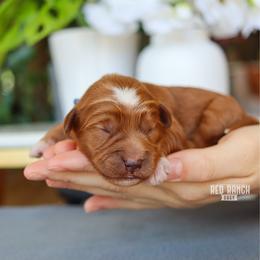 Diesel - Red  male Goldendoodle puppy in Salado, Texas from Red Ranch Dogs