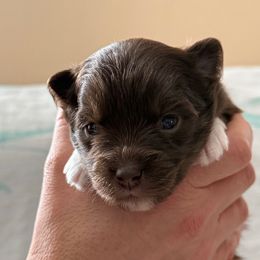 Maple - Chocolate female Pomsky puppy in Avoca, Michigan from Repurposed Paradise Farm