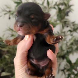 Yorkshire Terrier Puppies from Mike's Puppies