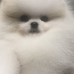 Pomeranian Puppies from Pardi Poms
