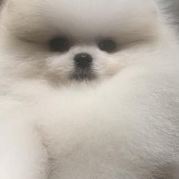 Pomeranian Puppies from Pardi Poms