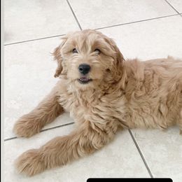 French Bulldog and Goldendoodle Puppies from The Pup Spot