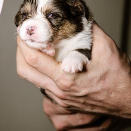 Sarah - Black and tan female Pembroke Welsh Corgi puppy in South Otselic, New York from Ridge Top Corgis
