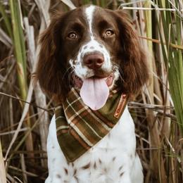 English Springer Spaniels and Labrador Retrievers from Farm Fresh Labradors & English Springers