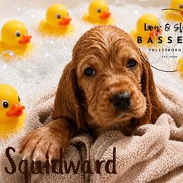 Squidward - Mahogany and white male Basset Hound puppy in Tollesboro, Kentucky from Low and Slow Bassets