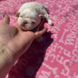 White Chocolate - Liver male Shih Tzu puppy in Fort Myers, Florida from Donna's Puppies