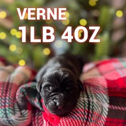Verne - Black male Labrador Retriever puppy in Puyallup, Washington from 12 Door Farm Labradors