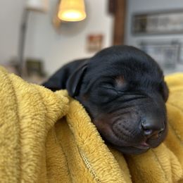 Girl 3 - Black and rust female Doberman Pinscher puppy in Neshkoro, Wisconsin from Sky’s Dobermans