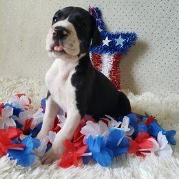 Great Dane Puppies from Gentle Giants of Tennessee Great Danes