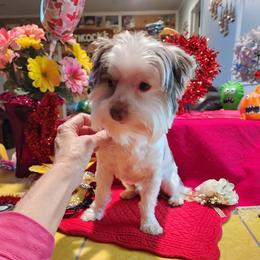 Beau - Yorkshire Terrier