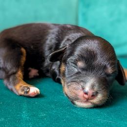 Dahlia - Tri-color female Cavapoo puppy in San Diego, California from WW Cavapoos