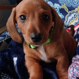 Dachshunds from Low Ryder Mini Dachshunds