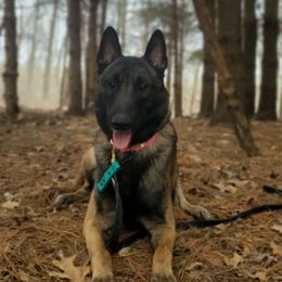 Belgian Malinois and xDutch Shepherds from Shellback k9