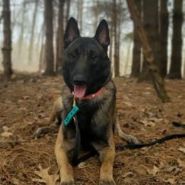 Belgian Malinois and xDutch Shepherds from Shellback k9